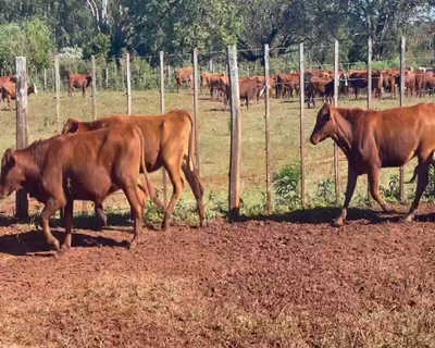 Lote 75 Vaquillonas en Virasoro, Corrientes