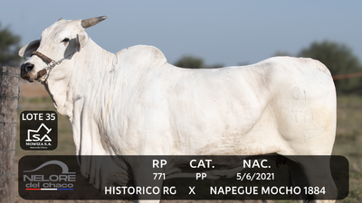 Lote LOTE 35