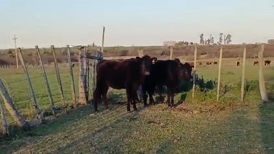 Lote (Vendido)3 Vaquillonas 1 a 2 años ANGUS 260kg -  en LA CONCORDIA