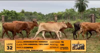 Lote Lote 32