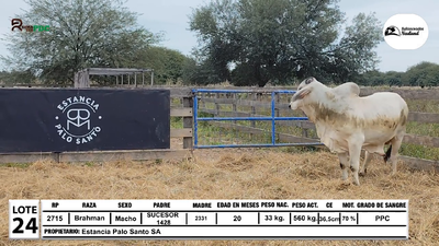 Lote Toros Brahman, Loma Plata