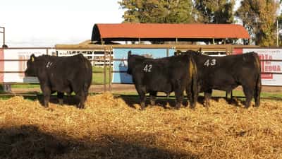 Lote TOROS ANGUS NEGROS PC