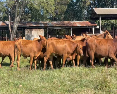 Lote 27 Vaquillonas P/ entorar en San Carlos, Corrientes