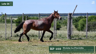 Lote Violeta La Flechilla