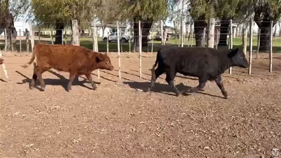Lote 70 TERNERAS
