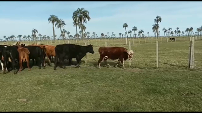 Lote 30 Vacas de Invernada en Rincón Bravo, Rocha