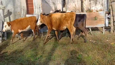 Lote (Vendido)5 Terneras Cruza 145kg -  en Monzon