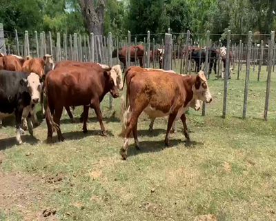 Lote 10 Novillos 1 a 2 años en Melo, Cerro Largo