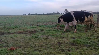 Lote Toros en Ruta 3