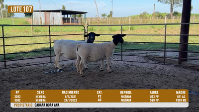 Lote LOTE 107