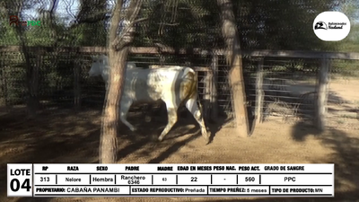 Lote Lote 4