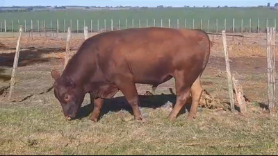 Lote (Vendido)Toros ANGUS COLORADO 800kg -  en AGRACIADA