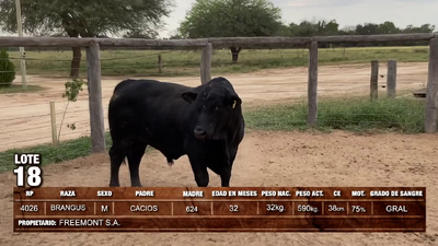 Lote (Vendido)Toros BRANGUS 590kg -  en Loma Plata
