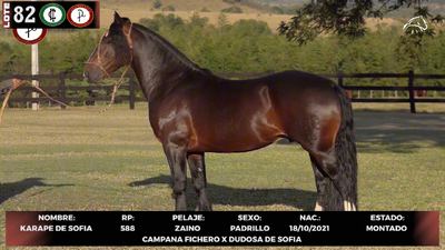 Lote LOTE 82