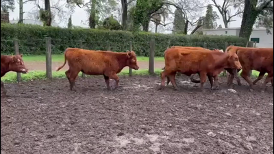 Lote VACAS PREÑADAS