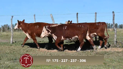  Lote 12 Vaq. para servicio