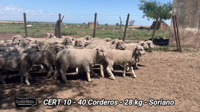 Lote 40 Corderos en Soriano