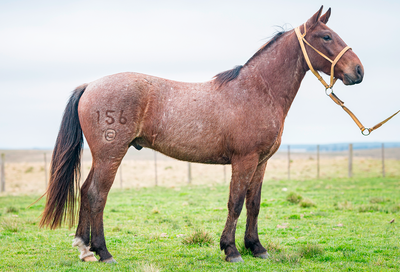 Lote PABLO GILOCA