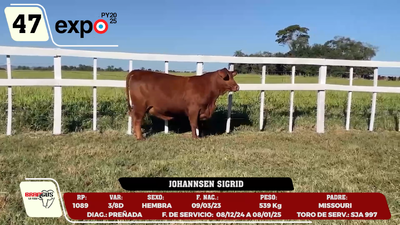 Lote LOTE 47