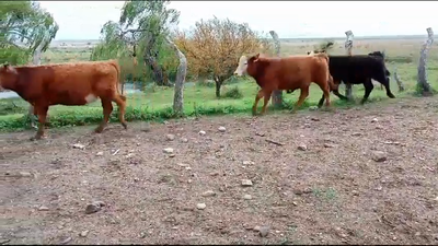 Lote 11 Terneros 4 RA,  2 AA,  5 CRUZAS 152kg -  en TOMAS GOMENSORO. RAMAL RUTA 30 Y 3. 3 KM AL OESTE