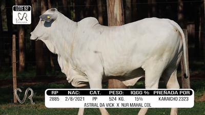 Lote LOTE 52