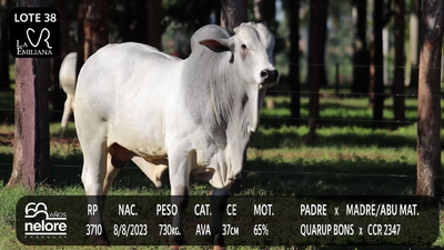 Lote LOTE 38
