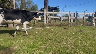 Lote 6 Piezas de cría Normando 450kg -  en A 20 km de Minas