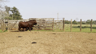 Lote TOROS BRANGUS, Cabaña "SAN SIMON"