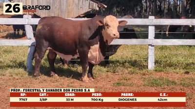 Lote LOTE 26