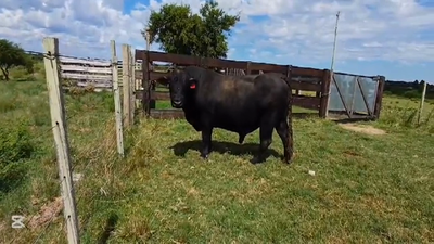 Lote TORO