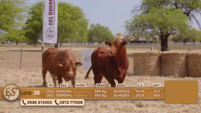 Lote Toro