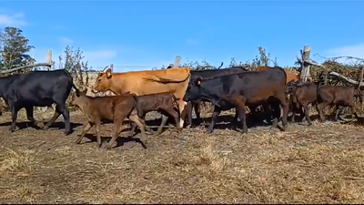 Lote PIEZAS DE CRIA