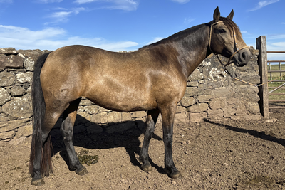 Lote NOSTALGIA GAITERA