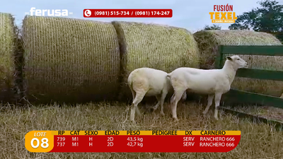 Lote Lote 8