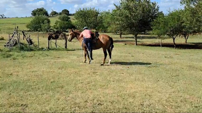 Lote YEGUA