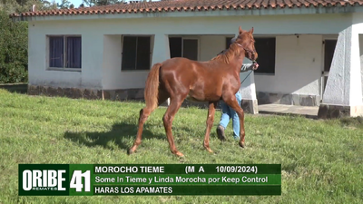 Lote Lote 41