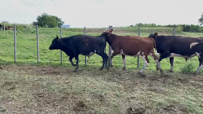 Lote NOVILLOS 1 a 2 AÑOS