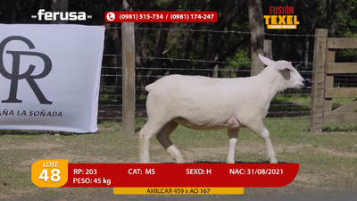 Lote Lote 48