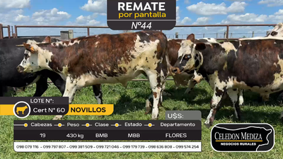 Lote 19 Novillos en Otra Localidad, Flores