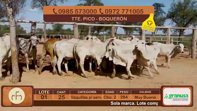 Lote Lote 1