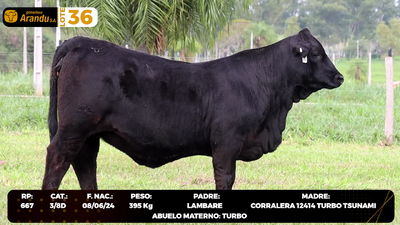 Lote LOTE 36