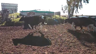 Lote 40 NOVILLITOS