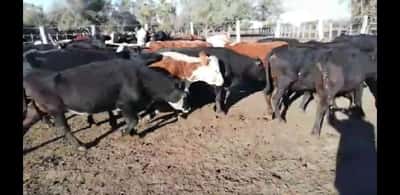 Lote 30 Vacas de invernar en Villaguay, Entre Ríos