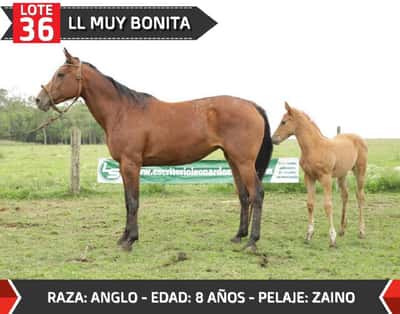 Lote LL MUY BONITA