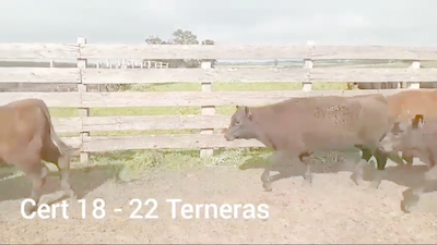 Lote TERNERAS