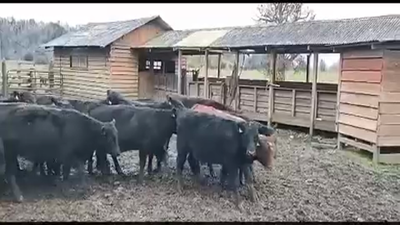 Lote 50 Ternero en La Unión, XIV Región Los Ríos
