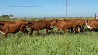 Lote 50 Vaquillonas