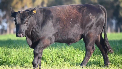 Lote Toro Angus