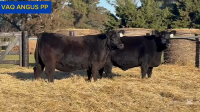Lote VAQUILLONAS PP
