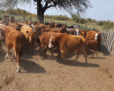 Lote 34 Vacas CUT preñadas en Mariano I. Loza, Corrientes